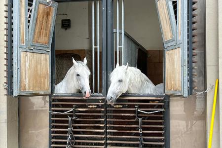 Wien, Hofreitschule, Lippizaner