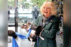 "Geliebter Begleiter": Königin Camilla trauert um ihren Hund