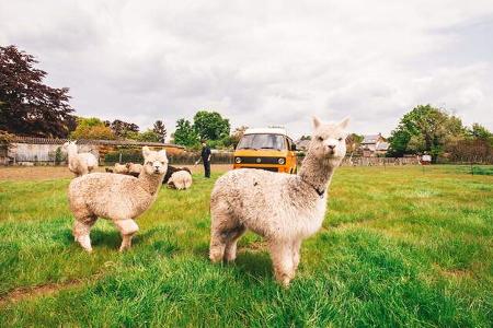 Campspace, Alpaka-Camping