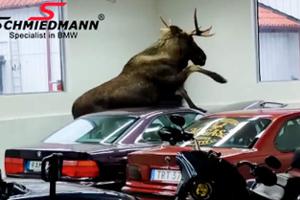 Elch in BMW-Werkstatt