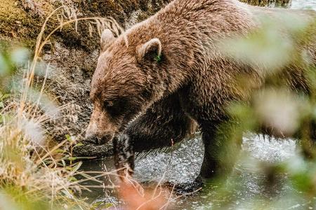 Yucon mit dem Van Tiere i