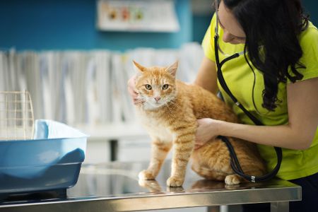 Katze bei einer Tierärztin