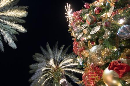 Die Weihnachtspalmen
