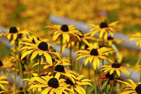 Mobil-Tour: Kärnter Seen, Ratgeber