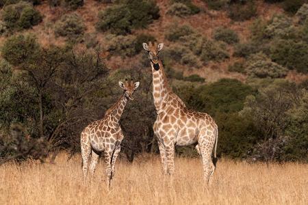 Spirit of Amarok South-Africa 2019