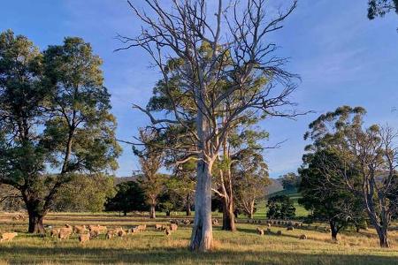 Columbia Falls Camp, Tasmanien