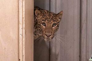 Leopard legt indisches Mercedes-Werk lahm