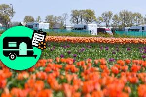 Benelux im FrŸhling Tulpen