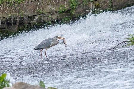 Wasserwandern Reier i