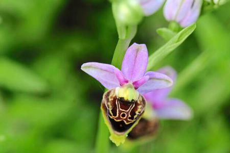 Stellplätze in Mittelschwaben - Orchideen
