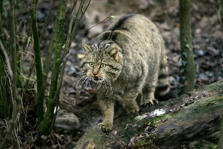 Wildkatze im Gehölz