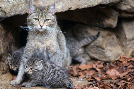 wildkatzenfamilie