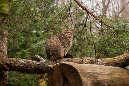 Katze sitzt auf Baum