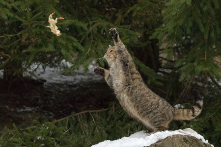 wildkatze fängt vogel