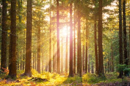 lichtdurchfluteter wald