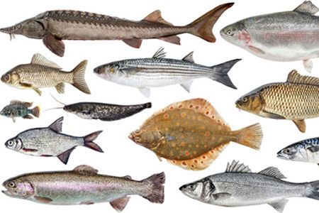 Fische-Quiz: Was schwimmt hier?