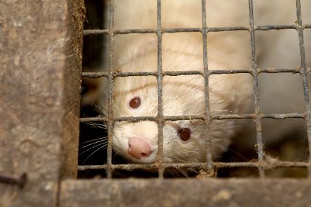 Nerz in einem Käfig