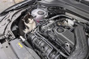 Katze im Motorraum