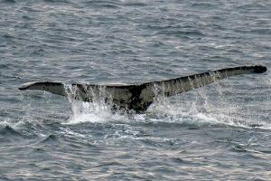 "Entspann dich!" Wal schluckt Kajakfahrer