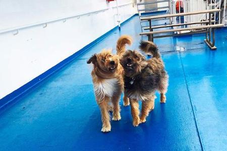 Fähren in Nordeuropa Hunde an Bord