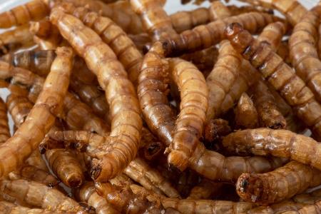 Mehlwurmpulver in Lebensmitteln: Das müssen Verbraucher wissen
