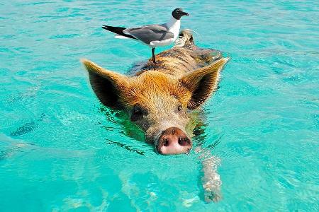 Wilder Urlaub: An diesen Reisezielen spielen Tiere die Hauptrolle