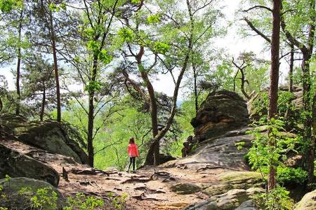 Bei Ibbenbüren locken die Dörenther Klippen zur Kletterpartie im Wald.