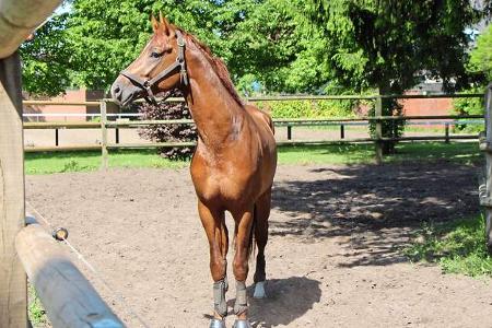 Warendorf ist ein Muss für Fans des Pferdesports.