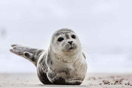 Von Hamburg ans Meer 
