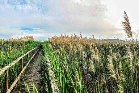 Bodensee Vogelbeobachtung