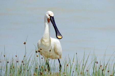 Burgenland Reise Vogel f