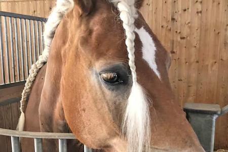 Tirol, Österreich, Campen, Pferde