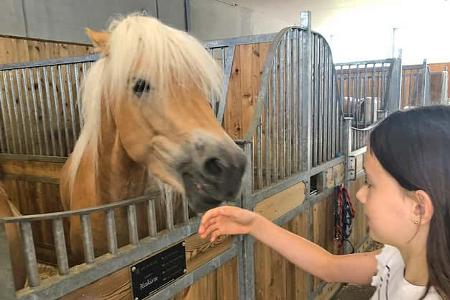 Tirol, Österreich, Campen, Pferde, Fohlenhof, Ebbs