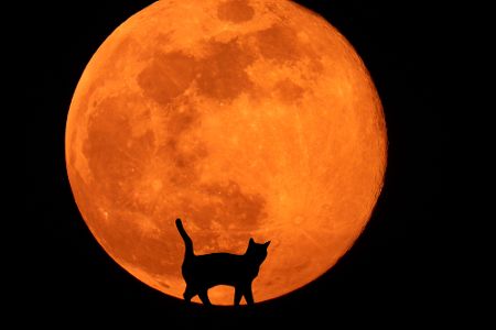 Katzensilhouette vor orangenem Mond