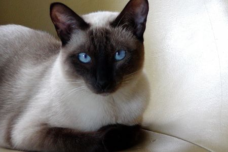 Weiße Katze mit schwarzem Kopf