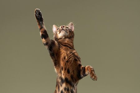 Katze auf den Hinterbeinen schlägt mit der Pfote nach etwas