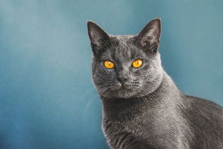 Graue Katze mit gelben Augen