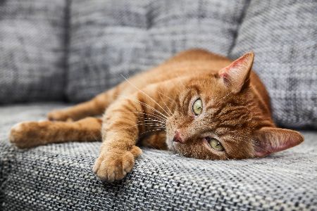 Orangene Katze liegt seitlich auf einem Sofa