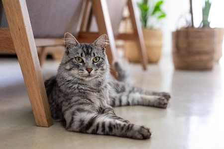 Katze liegt unter einem Stuhl