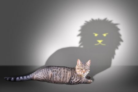 Katze mit Löwensilhoutte