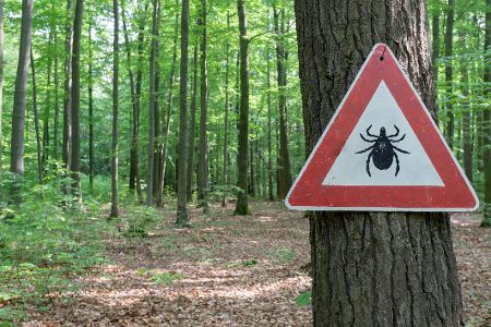 Warnschild vor Zecken hängt im Wald an Baum