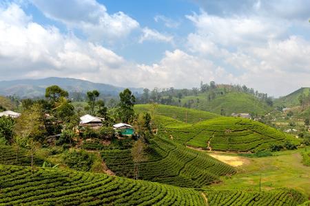 Sri Lanka - Teeplantagen von Nuwara Eliya