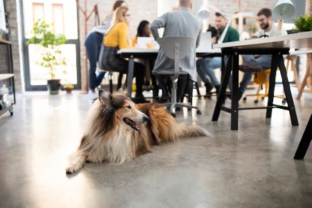Collie liegt unter einem Tisch im Büro, während drumherum ein Meeting abgehalten wird