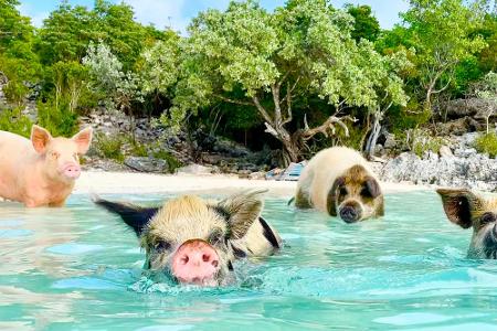 Pig Beach, Bahamas