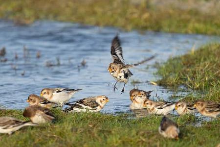 Vogel-Familie im Wasser
