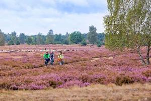 Niederlausitzer Heide