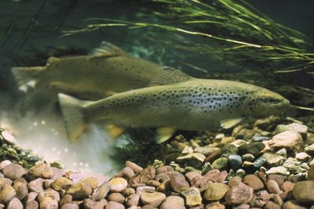 Fischpärchen mit Fischlaich im Wasser