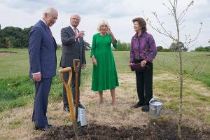 Königliche Gärtner: Charles und Carl Gustaf pflanzen Eiche in Windsor