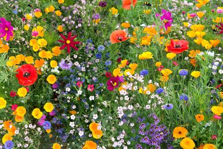 Für mehr Biodiversität: So legt man eine Wildblumenwiese an