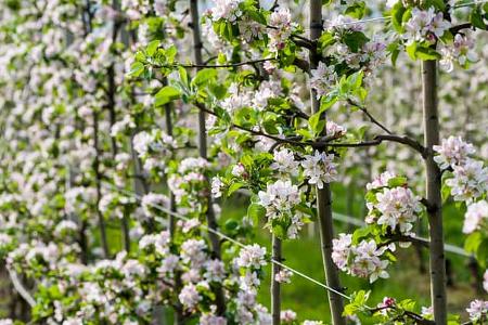 Apfelplantage mit weißen Blüten